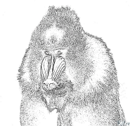 mandrill Utskrivbara Målarbok